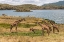 Picture of AFRICA-TANZANIA-SERENGETI NATIONAL PARK GIRAFFES ON PLAIN 