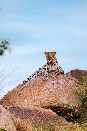 Picture of AFRICA-TANZANIA-SERENGETI NATIONAL PARK LEOPARD RESTING ON BOULDER 