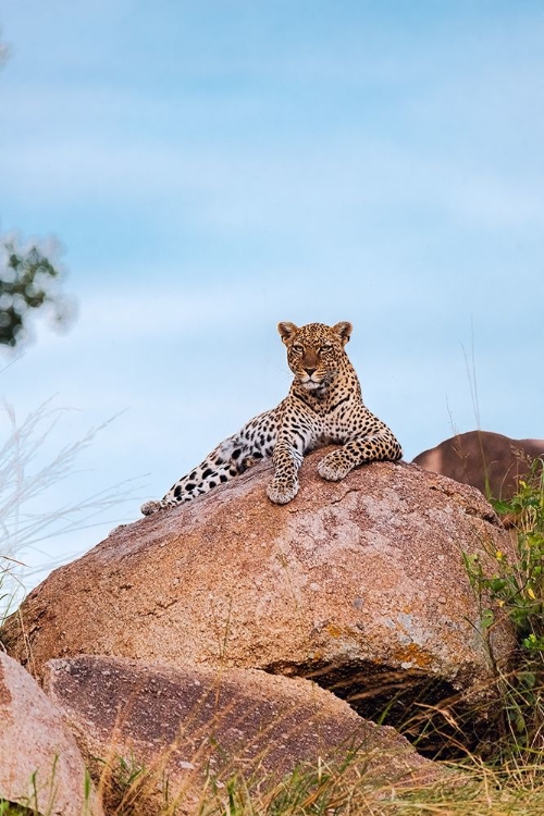 Picture of AFRICA-TANZANIA-SERENGETI NATIONAL PARK LEOPARD RESTING ON BOULDER 