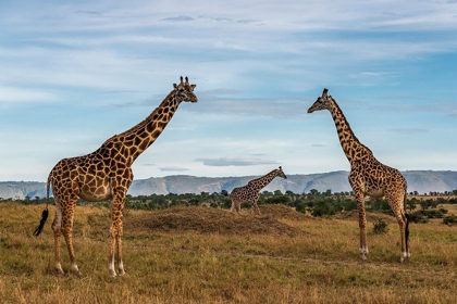 Picture of AFRICA-TANZANIA-SERENGETI NATIONAL PARK GIRAFFES ON PLAIN 