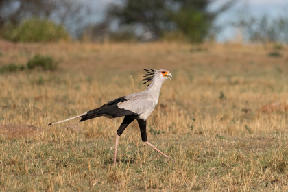 Picture of AFRICA-TANZANIA-SERENGETI NATIONAL PARK SECRETARY BIRD 