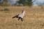 Picture of AFRICA-TANZANIA-SERENGETI NATIONAL PARK SECRETARY BIRD 