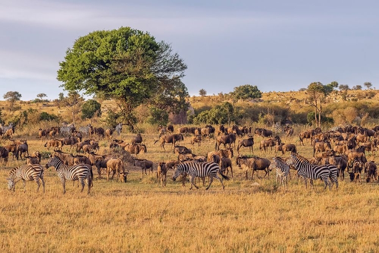 Picture of AFRICA-TANZANIA-SERENGETI NATIONAL PARK ZEBRAS AND WILDEBEESTS ON PLAIN 