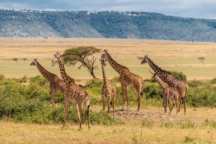 Picture of AFRICA-TANZANIA-SERENGETI NATIONAL PARK GIRAFFES ON PLAIN 