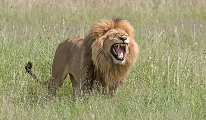 Picture of AFRICA-TANZANIA-SERENGETI LION DISPLAYING THE FLEHMEN REACTION