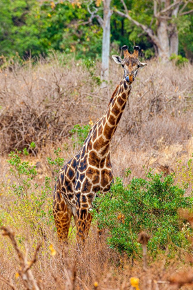 Picture of A MAASAI GIRAFFE LOOKS ON AS A SAFARI DRIVES BY