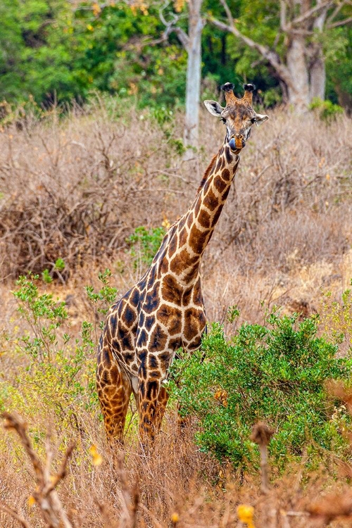 Picture of A MAASAI GIRAFFE LOOKS ON AS A SAFARI DRIVES BY