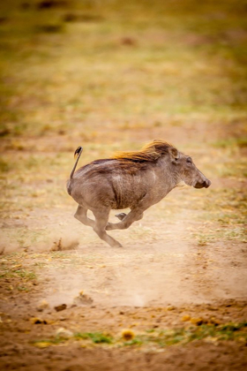 Picture of A YOUNG WARTHOG KICKS UP DUST AS IT RUNS