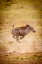 Picture of A YOUNG WARTHOG KICKS UP DUST AS IT RUNS