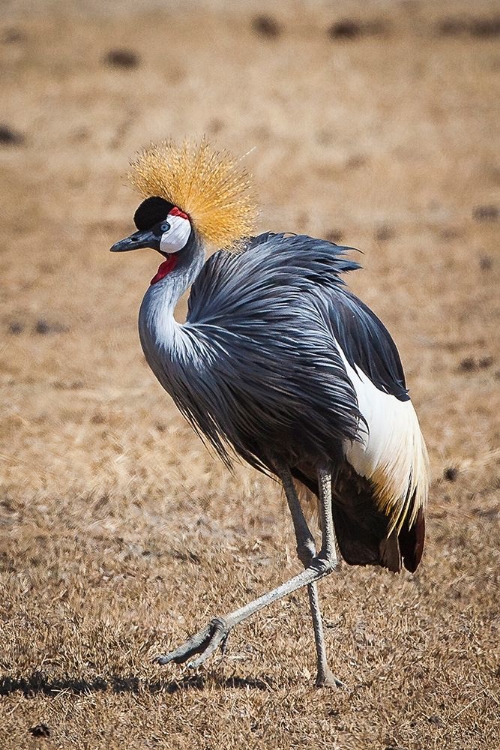 Picture of A GREY CROWN CRANE IS SEEN IN NGORONGORO CRATER-TANZANIA
