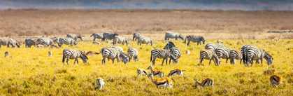 Picture of THOMPSONS GAZELLE AND ZEBRA FEED AMONG THE GRASSLANDS WITHIN THE NGORONGORO CRATER