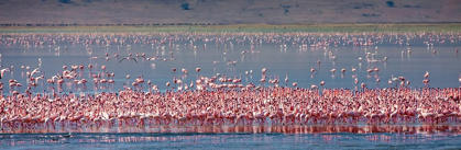 Picture of LESSER FLAMINGOS REST AND FEED IN LAKE MAGADI INSIDE NGORONGORO CRATER-TANZANIA