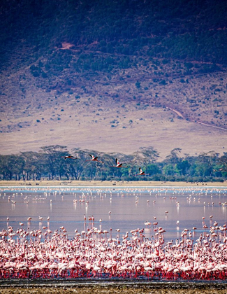 Picture of LESSER FLAMINGOS REST AND FEED IN LAKE MAGADI INSIDE NGORONGORO CRATER-TANZANIA