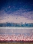 Picture of LESSER FLAMINGOS REST AND FEED IN LAKE MAGADI INSIDE NGORONGORO CRATER-TANZANIA