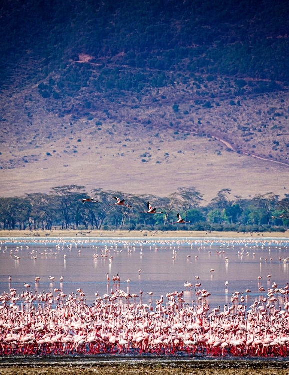 Picture of LESSER FLAMINGOS REST AND FEED IN LAKE MAGADI INSIDE NGORONGORO CRATER-TANZANIA