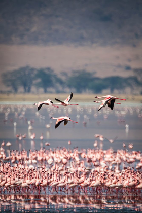 Picture of LESSER FLAMINGOS REST AND FEED IN LAKE MAGADI INSIDE NGORONGORO CRATER-TANZANIA