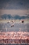 Picture of LESSER FLAMINGOS REST AND FEED IN LAKE MAGADI INSIDE NGORONGORO CRATER-TANZANIA