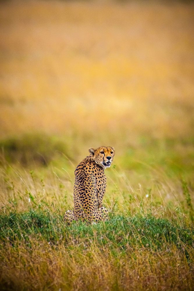 Picture of A MALE CHEETAH LOOKS BACK