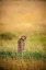 Picture of A MALE CHEETAH LOOKS BACK