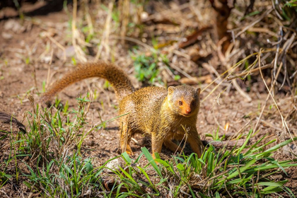 Picture of A DWARF MONGOOSE-LIKE OTHER MUSTELIDS-IS CURIOUS