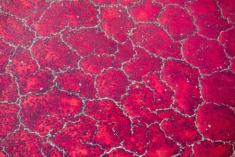 Picture of AFRICA-TANZANIA-AERIAL VIEW OF PATTERNS OF RED ALGAE AND SALT FORMATIONS IN SHALLOW SALT WATERS