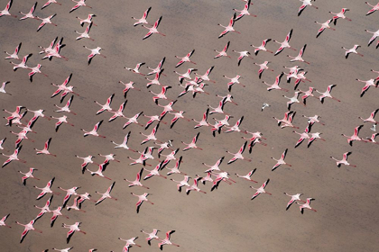 Picture of AFRICA-TANZANIA-AERIAL VIEW OF FLOCK OF GREATER AND LESSER FLAMINGOS FLYING ABOVE SALT WATERS