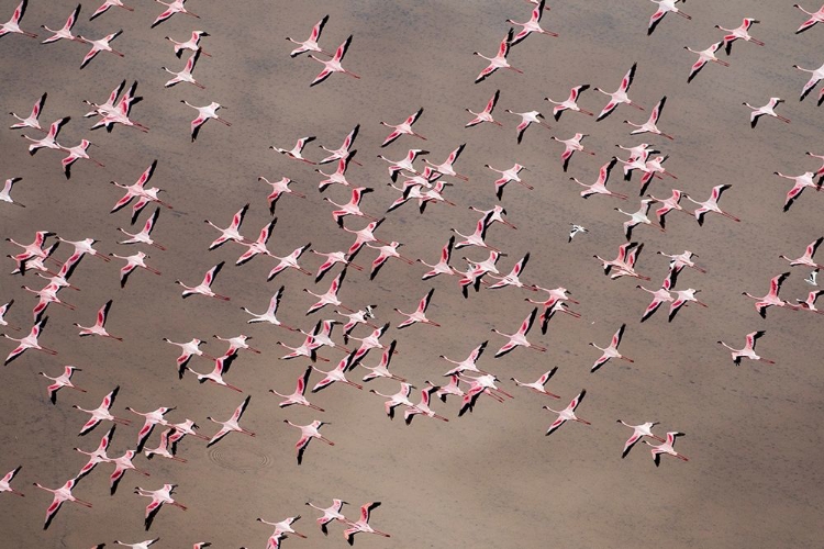 Picture of AFRICA-TANZANIA-AERIAL VIEW OF FLOCK OF GREATER AND LESSER FLAMINGOS FLYING ABOVE SALT WATERS