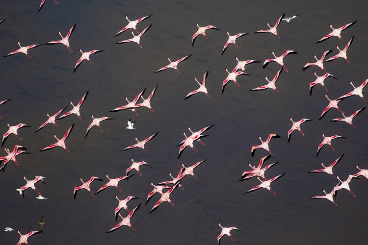 Picture of AFRICA-TANZANIA-AERIAL VIEW OF FLOCK OF GREATER AND LESSER FLAMINGOS FLYING ABOVE SALT WATERS