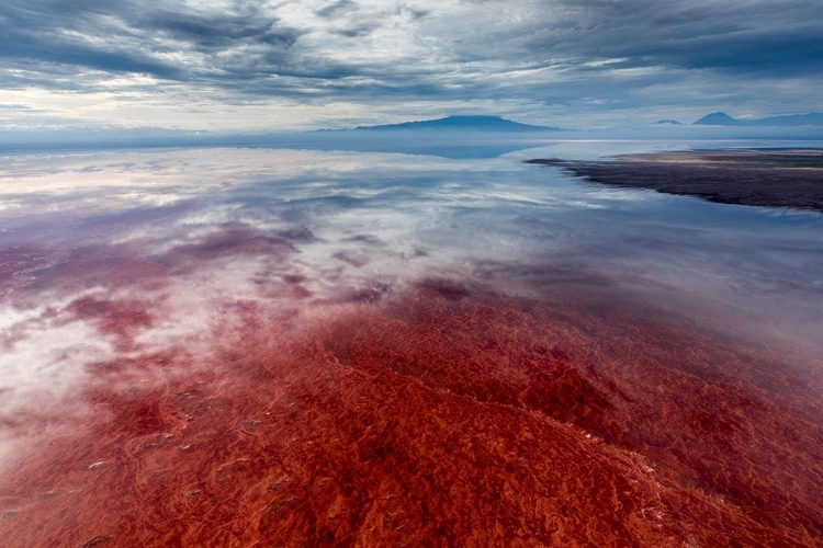 Picture of AFRICA-TANZANIA-ENHANCED CONTRAST AERIAL VIEW OF PATTERNS OF RED ALGAE AND SALT FORMATIONS