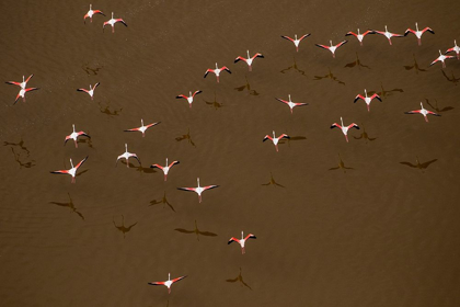 Picture of AFRICA-TANZANIA-AERIAL VIEW OF FLOCK OF GREATER AND LESSER FLAMINGOS FLYING ABOVE SALT WATERS