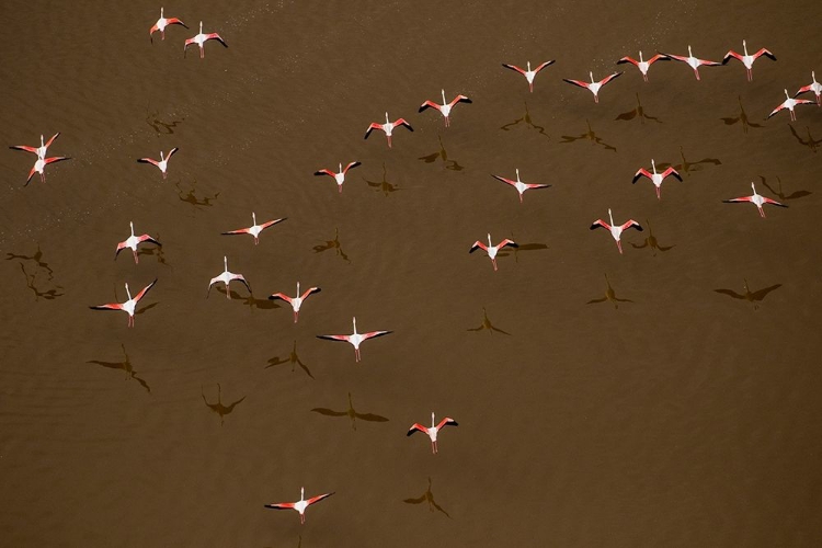 Picture of AFRICA-TANZANIA-AERIAL VIEW OF FLOCK OF GREATER AND LESSER FLAMINGOS FLYING ABOVE SALT WATERS