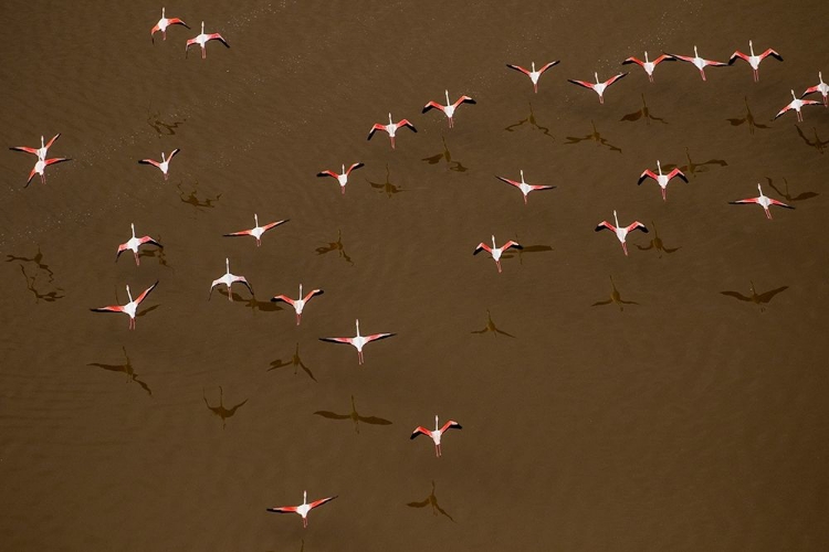 Picture of AFRICA-TANZANIA-AERIAL VIEW OF FLOCK OF GREATER AND LESSER FLAMINGOS FLYING ABOVE SALT WATERS