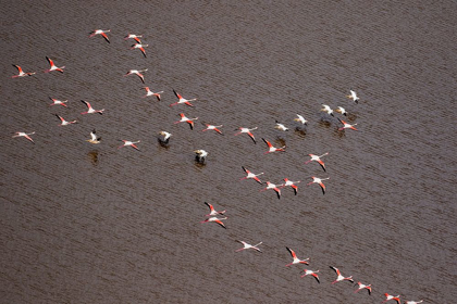 Picture of AFRICA-TANZANIA-AERIAL VIEW OF FLOCK OF GREATER AND LESSER FLAMINGOS FLYING 