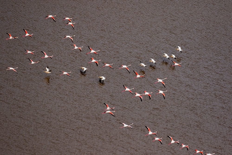 Picture of AFRICA-TANZANIA-AERIAL VIEW OF FLOCK OF GREATER AND LESSER FLAMINGOS FLYING 