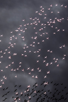 Picture of AFRICA-TANZANIA-AERIAL VIEW OF FLOCK OF GREATER AND LESSER FLAMINGOS FLYING ABOVE SALT WATERS