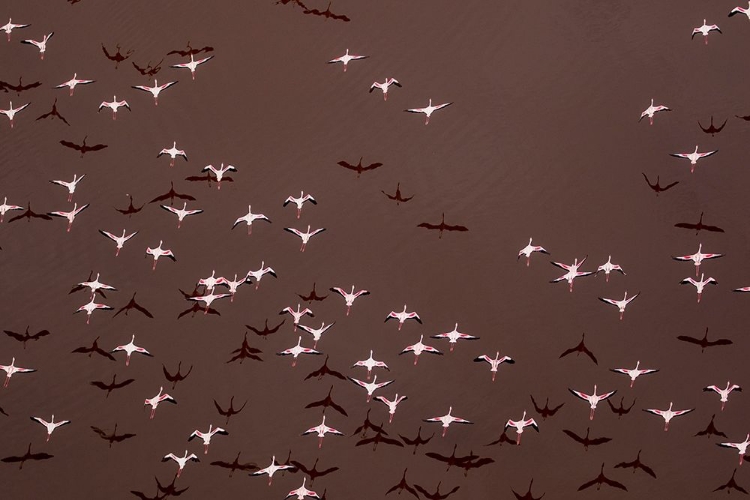 Picture of AFRICA-TANZANIA-AERIAL VIEW OF FLOCK OF GREATER AND LESSER FLAMINGOS FLYING ABOVE SALT WATERS