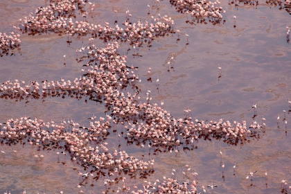 Picture of AFRICA-TANZANIA-AERIAL VIEW OF VAST FLOCK OF LESSER FLAMINGOS NESTING IN SHALLOW SALT WATERS