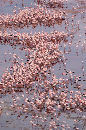 Picture of AFRICA-TANZANIA-AERIAL VIEW OF VAST FLOCK OF LESSER FLAMINGOS NESTING IN SHALLOW SALT WATERS