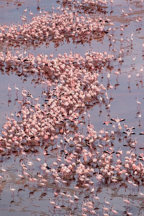 Picture of AFRICA-TANZANIA-AERIAL VIEW OF VAST FLOCK OF LESSER FLAMINGOS NESTING IN SHALLOW SALT WATERS