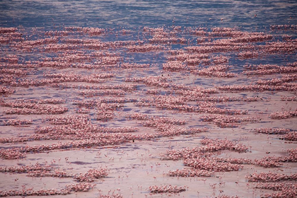 Picture of AFRICA-TANZANIA-AERIAL VIEW OF VAST FLOCK OF LESSER FLAMINGOS NESTING IN SHALLOW SALT WATERS