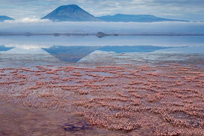 Picture of AFRICA-TANZANIA-AERIAL VIEW OF OL DOINYO LENGAI VOLCANO LOOMING ABOVE VAST FLOCK