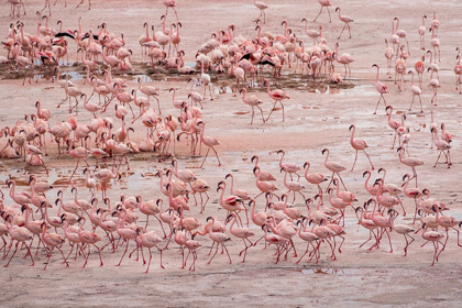 Picture of AFRICA-TANZANIA-AERIAL VIEW OF VAST FLOCK OF LESSER FLAMINGOS NESTING IN SHALLOW SALT WATERS