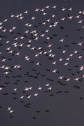 Picture of AFRICA-TANZANIA-AERIAL VIEW OF FLOCK OF LESSER FLAMINGOS TAKING FLIGHT ABOVE SHALLOW SALT WATERS