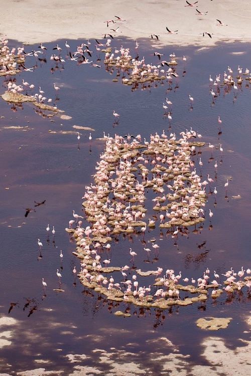 Picture of AFRICA-TANZANIA-AERIAL VIEW OF FLOCK OF LESSER FLAMINGOS NESTING AMONG SALT FLATS