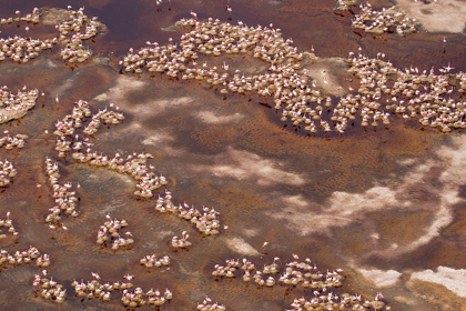 Picture of AFRICA-TANZANIA-AERIAL VIEW OF FLOCK OF LESSER FLAMINGOS NESTING AMONG SALT FLATS