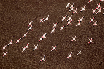 Picture of AFRICA-TANZANIA-AERIAL VIEW OF FLOCK OF LESSER FLAMINGOS IN FLIGHT ABOVE SHALLOW WATERS