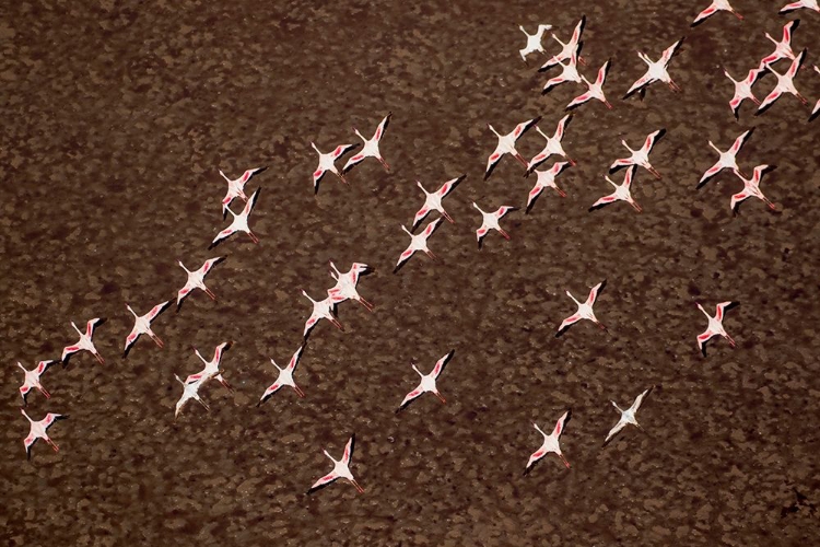 Picture of AFRICA-TANZANIA-AERIAL VIEW OF FLOCK OF LESSER FLAMINGOS IN FLIGHT ABOVE SHALLOW WATERS