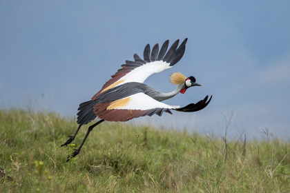 Picture of AFRICA-TANZANIA-NGORONGORO CONSERVATION AREA-GREY CROWNED CRANE