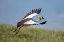 Picture of AFRICA-TANZANIA-NGORONGORO CONSERVATION AREA-GREY CROWNED CRANE