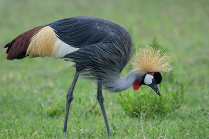 Picture of AFRICA-TANZANIA-NGORONGORO CONSERVATION AREA-GREY CROWNED CRANE